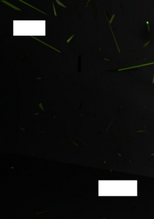 post-24962-0-20293500-1295719820_thumb.p