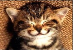 happy cat.jpg