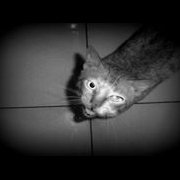 amirul